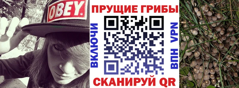 Псилоцибиновые грибы MAGIC MUSHROOMS  где продают наркотики  Гаврилов-Ям 